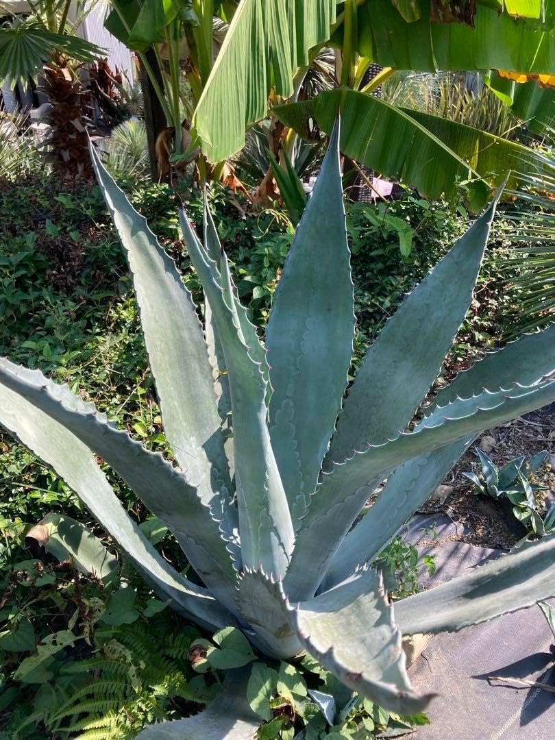 耐寒性アガベ パラサナ特大株◇ドライガーデン多肉サボテン島ユッカ